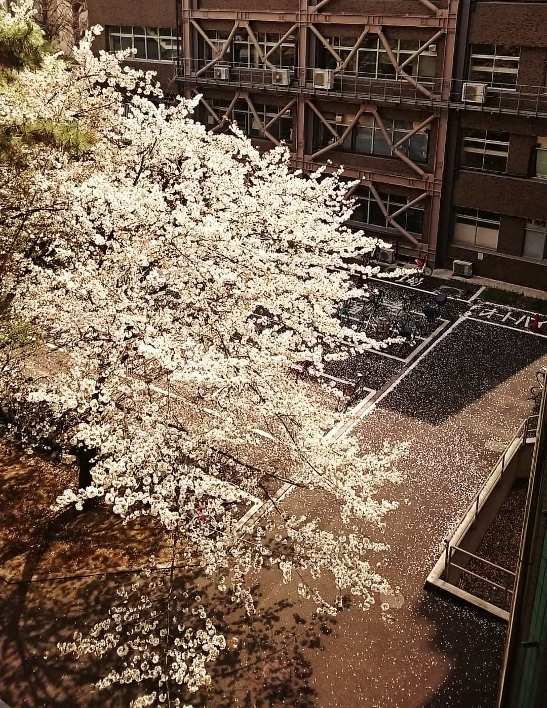 研究室からの桜