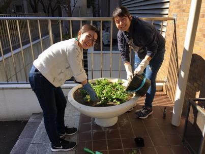 理学部一号館玄関前花壇にパンジーを植栽